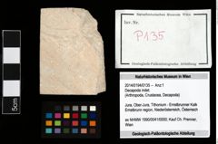 Foto (Objekt + Etikett) von Decapoda indet.  (NHMW-GEO-2014-0194-0135)